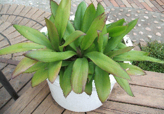 観葉植物のヒロハドラセナ