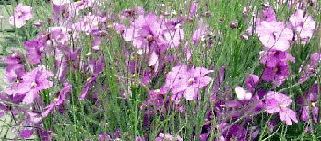食虫植物 ビブリスフィリフォリアの花 