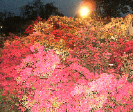 ライトアップされたツツジの花