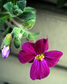 オーブリエチア（紫薺）紅紫