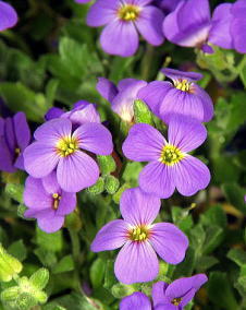 オーブリエチア（紫薺）青紫