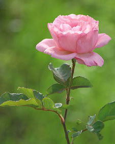 バラ（薔薇）ピンク