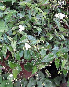 花 ブライダルベール 11月6日の花と花言葉 ブライダルベール 魅る魅るガーデニング