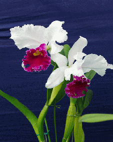 花 カトレア 3月31日の花と花言葉 カトレア 魅る魅るガーデニング