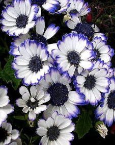 花 サイネリア 1月24日の花と花言葉 サイネリア 魅る魅るガーデニング