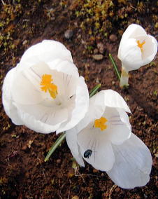 クロッカス（花サフラン）白
