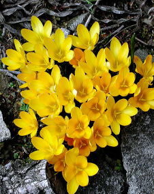 クロッカス（花サフラン）黄