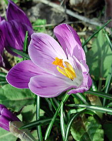 クロッカス（花サフラン）紫