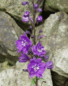 デルフィニウム（大飛燕草）紫