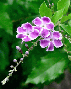 花 デュランタ 7月18日の花と花言葉 デュランタ 魅る魅るガーデニング