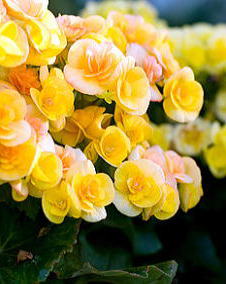 花 エラチオールベゴニア 11月11日の花と花言葉 エラチオールベゴニア 魅る魅るガーデニング