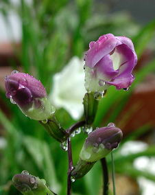 フリージア（浅黄水仙）紫
