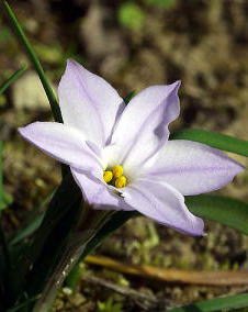 ハナニラ（花韮）淡紫