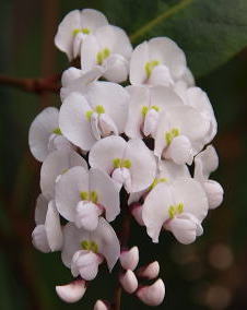 花 ハーデンベルギア 3月26日の花と花言葉 ハーデンベルギア 魅る魅るガーデニング