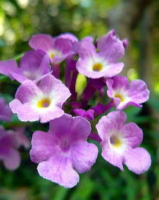 ヘリオトロープ（木立瑠璃草）淡紫