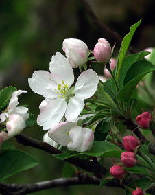 ヒメリンゴ（姫林檎）花