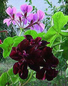アイビーゼラニウム（蔦葉ゼラニウム）紅紫