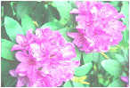 ツツジの花
