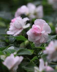 インパチェンス（アフリカ鳳仙花）ピンクの八重