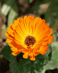 キンセンカ（金盞花）オレンジ