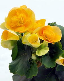 花 リーガースベゴニア 12月20日の花と花言葉 リーガースベゴニア 魅る魅るガーデニング