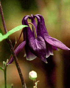 オダマキ（苧環）紫