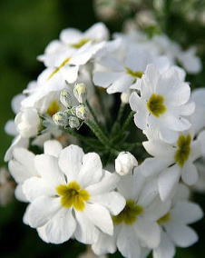 花 プリムラ マラコイデス 1月21日の花と花言葉 プリムラ マラコイデス 魅る魅るガーデニング
