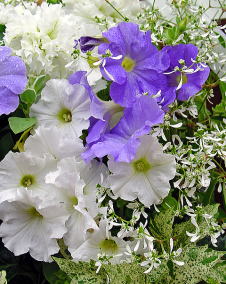 ペチュニア（衝羽根朝顔）白・紫