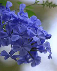 花 ルリマツリ 9月2日の花と花言葉 ルリマツリ 魅る魅るガーデニング