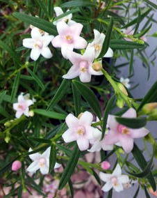 花 サザンクロス 1月13日の花と花言葉 サザンクロス 魅る魅るガーデニング