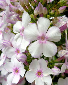花 宿根フロックス 7月2日の花と花言葉 宿根フロックス 魅る魅るガーデニング