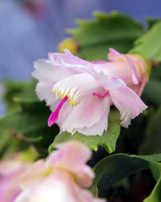花 シャコバサボテン 12月13日の花と花言葉 シャコバサボテン 魅る魅るガーデニング
