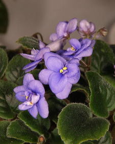 セントポーリア（アフリカ菫）八重 紫