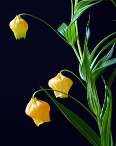 花 サンダーソニア 6月8日の花と花言葉 サンダーソニア 魅る魅るガーデニング
