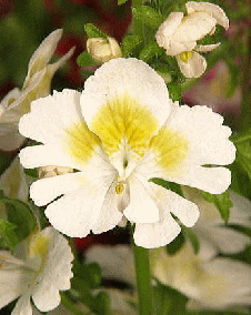 花 シザンサス 11月2日の花と花言葉 シザンサス 魅る魅るガーデニング
