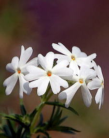 花 シバザクラ 3月18日の花と花言葉 シバザクラ 魅る魅るガーデニング