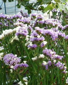 花 スターチス 4月25日の花と花言葉 スターチス 魅る魅るガーデニング