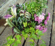 ウェルカムボード用鉢花