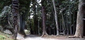 ウォーキング道にある竹薮
