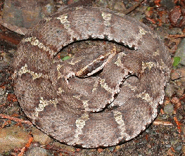 �}���V�i坁j